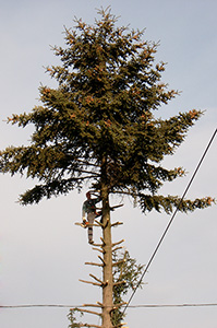 veszélyes fa vágás