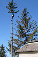 veszélyes fa kivágása